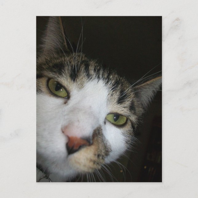 Yo! Postcard (Front)