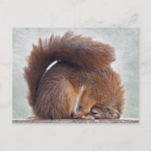 Yoga Squirrel Postcard