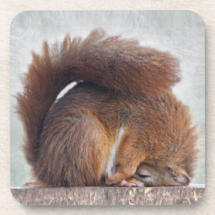 Yoga Squirrel Set of 6 Coasters