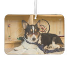 Yogi the Science Dog