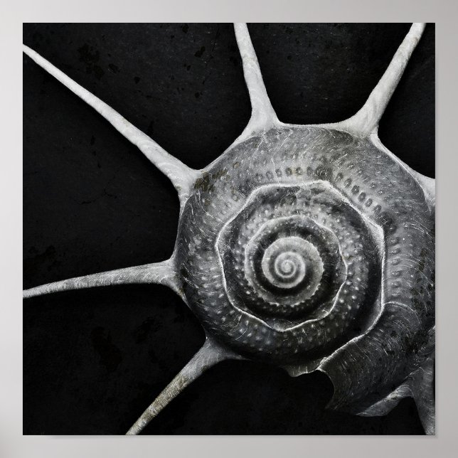 Yoka Shell Poster (Front)