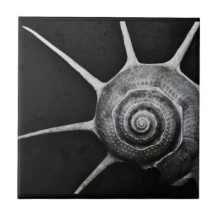 Yoka Shell Tile