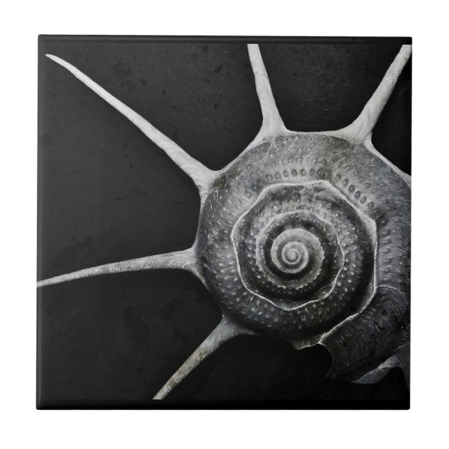 Yoka Shell Tile (Front)