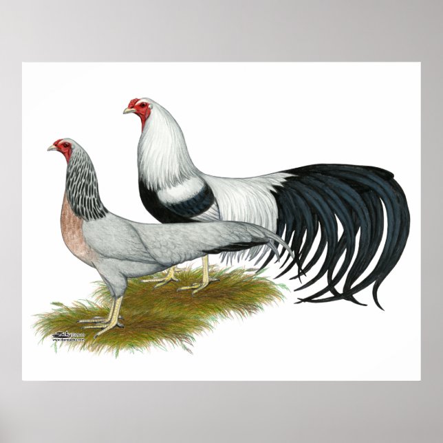 Yokohama:  Silver Duckwing Pair Poster (Front)