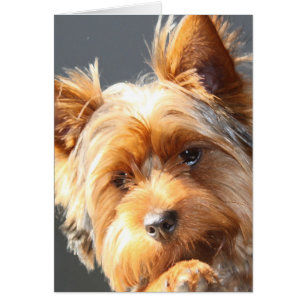 yorkie