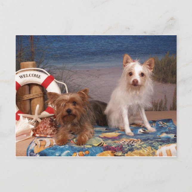 Yorkie and Friends Beach Time Postcard (Front)
