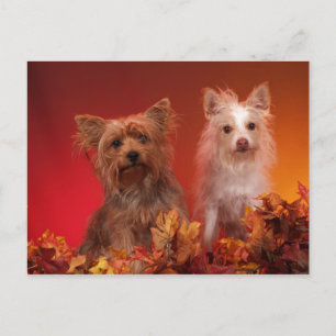 Yorkie and Friends Postcards