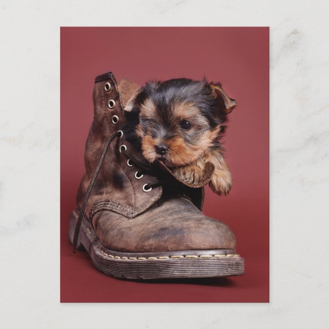 Yorkie boots postcard (Front)