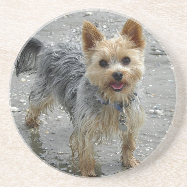 Yorkie Coaster (Front)