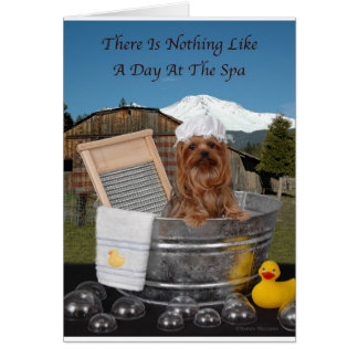 Yorkie Day Au Spa
