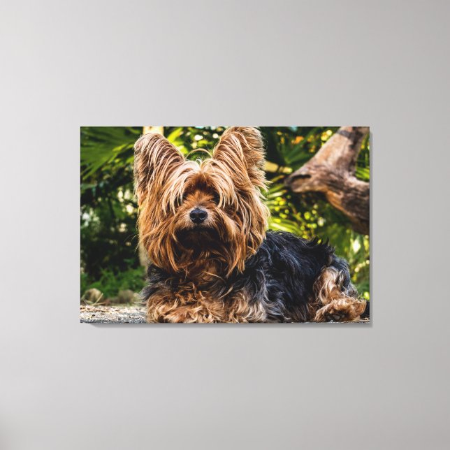 Yorkie dog canvas (Front)