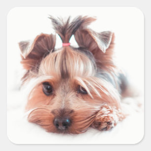 Yorkie Dog Square Stickers