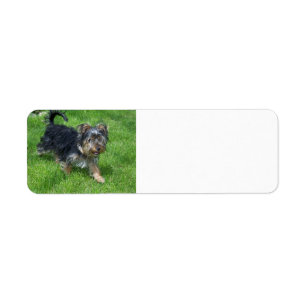 yorkie in motion