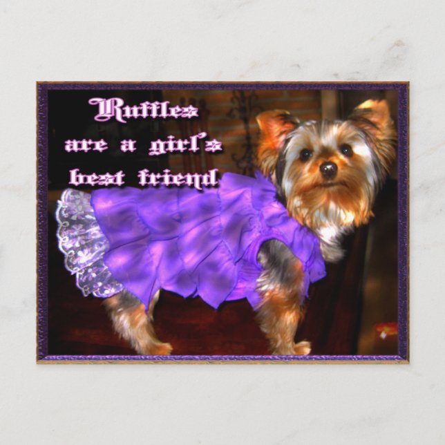 Yorkie in Ruffles Postcard (Front)