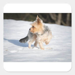 yorkie in snow square sticker