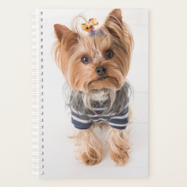 yorkie-in sweater planner (Front)