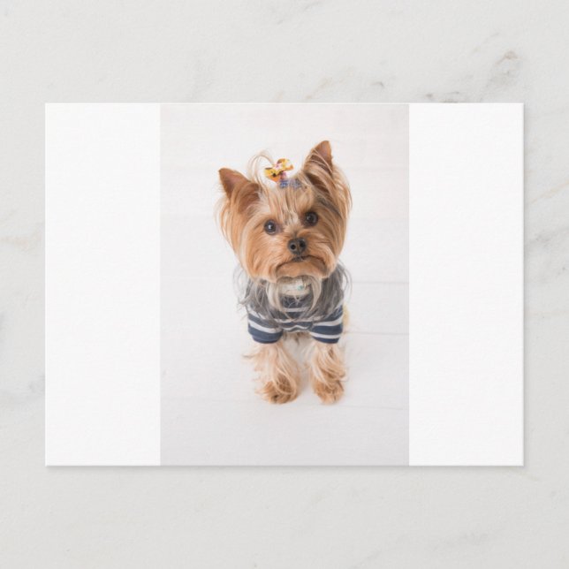 yorkie-in sweater postcard (Front)