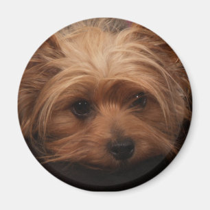 Yorkie Magnet