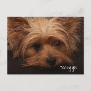Yorkie Missing You Postcard