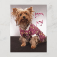 Yorkie Pajama Party