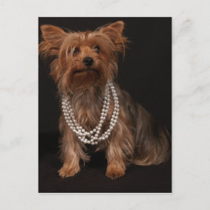Yorkie Pearls Postcard