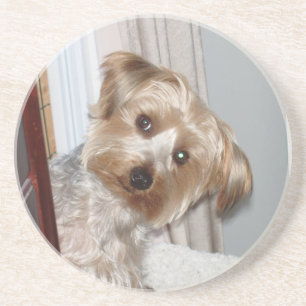 Yorkie Peeking Around the Corner Coaster