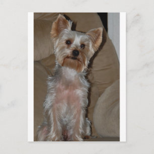 Yorkie Postcard