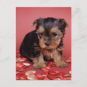 Yorkie Postcard