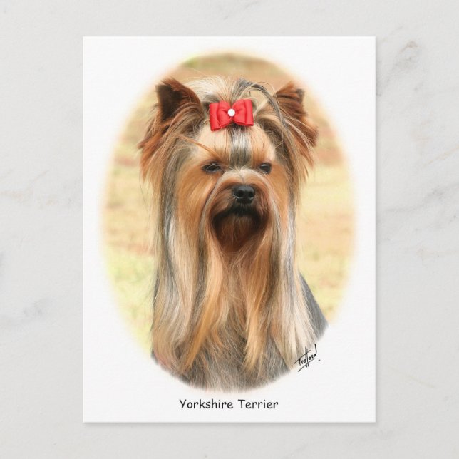 Yorkie Postcard (Front)