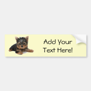 Yorkie Pup Bumper Sticker