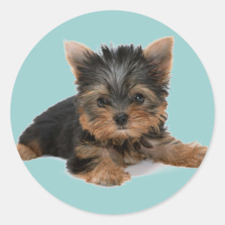 Yorkie Pup Classic Round Sticker