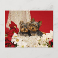Yorkie puppies with Poinsettias