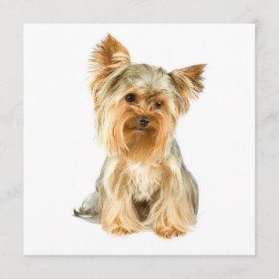 Yorkie Puppy Invitations