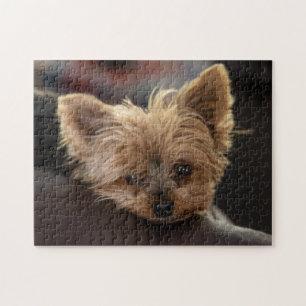 Yorkie Puppy Jigsaw Puzzle