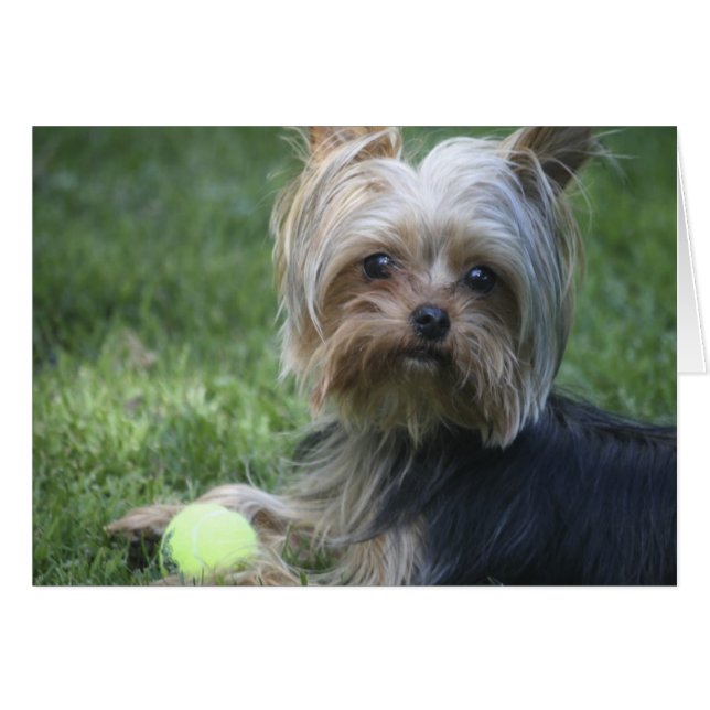 Yorkie Tennis (Devant horizontal)