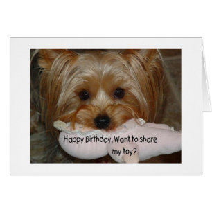 YORKIE VEUT PARTAGER SON JOUET "LE BIRITHDAY"