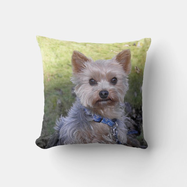 Yorkie with blue collar throw pillow (Front)