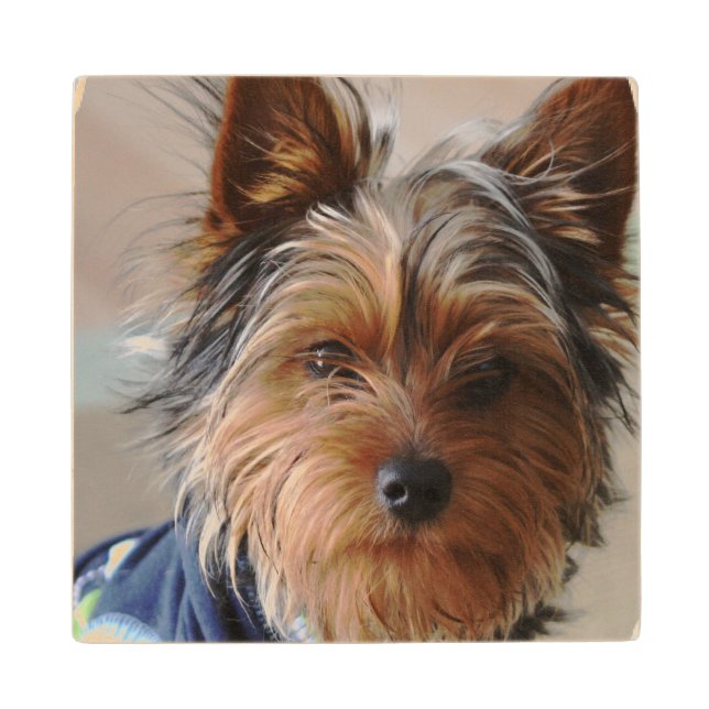 Yorkie Wood Coaster (Front)