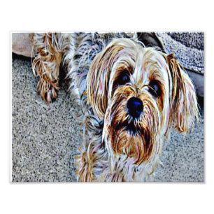 Yorkie Yorkshire Terrier Coloured Photo Print