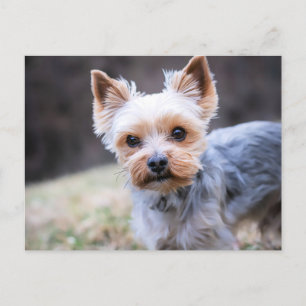 Yorkie, Yorkshire Terrier Postcard
