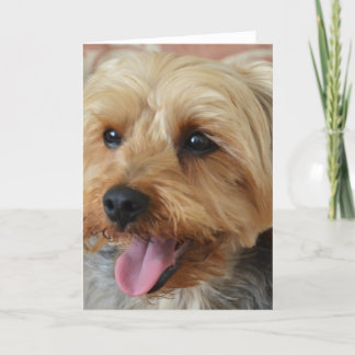 Yorkie Zac Card