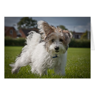 Yorkiepoo