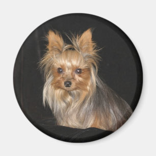 Yorkies Magnet