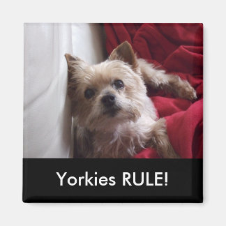 Yorkies RULE ! magnet de frigo