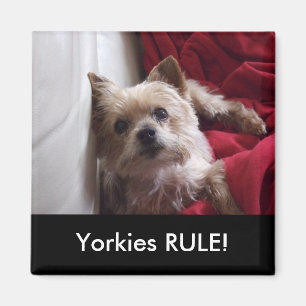 Yorkies RULE! Refrigerator Magnet