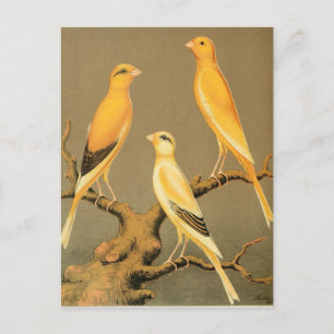 YORKSHIRE CANARIES POSTCARD