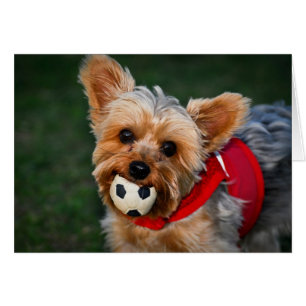 Yorkshire Terrier