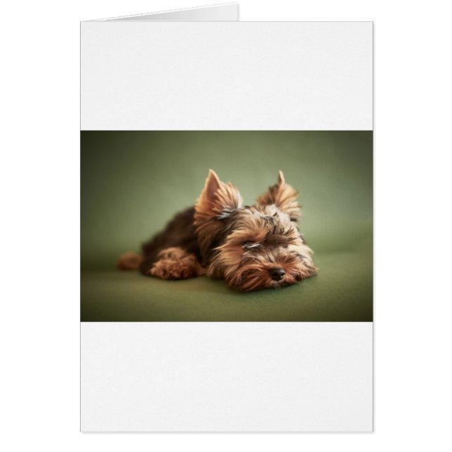 Yorkshire Terrier (Front)