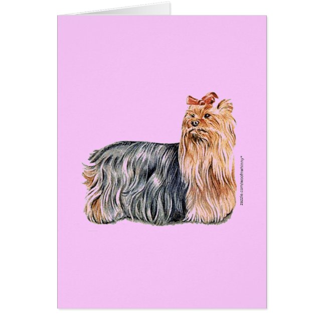 Yorkshire Terrier (Front)