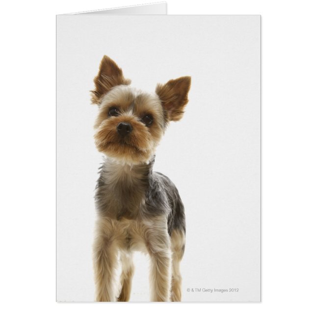 Yorkshire Terrier (Devant)